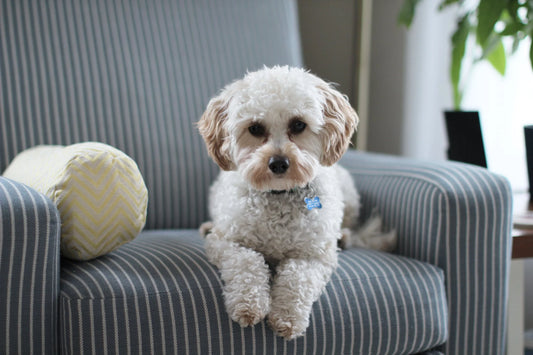 The Ultimate Guide to Choosing a Pet-Friendly Sofa