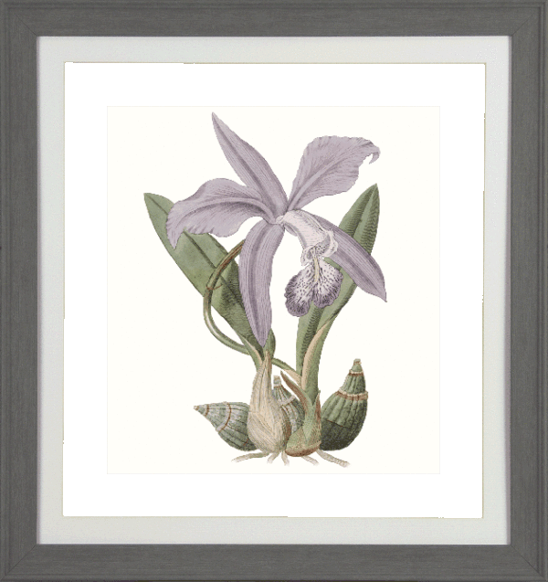 Lavender Beauties IV 8452D