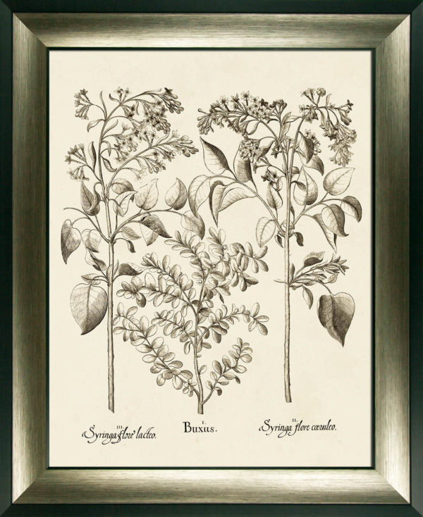 Sepia Botanials I 9410A