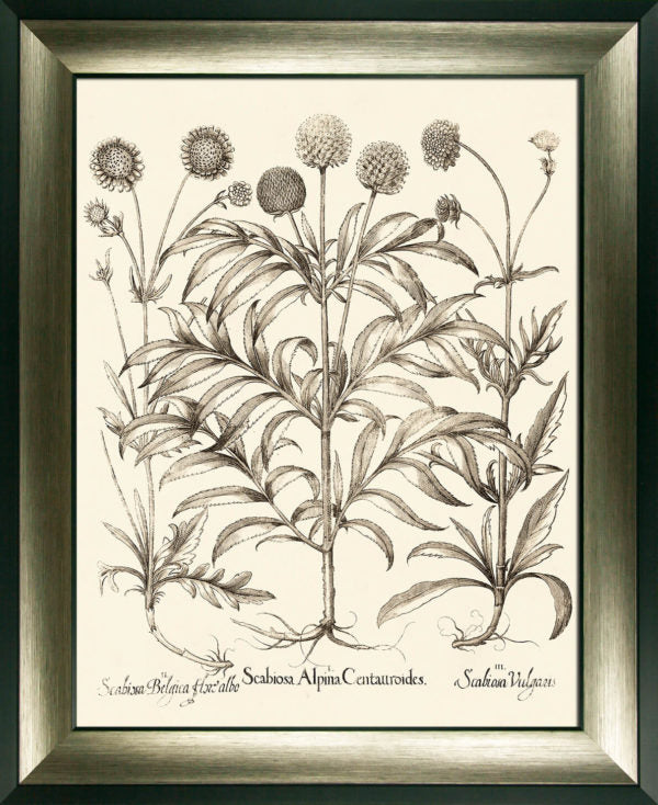 Sepia Botanials III 9410C