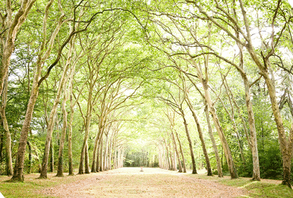 Path In Paris CV8467