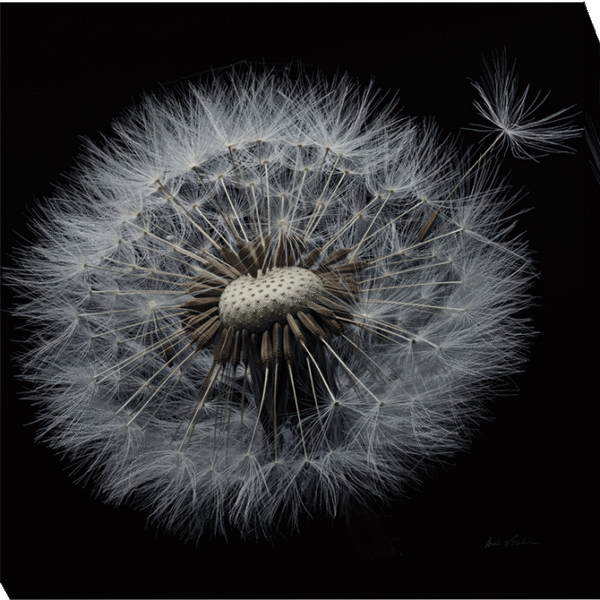 Floral Majesty CV8979