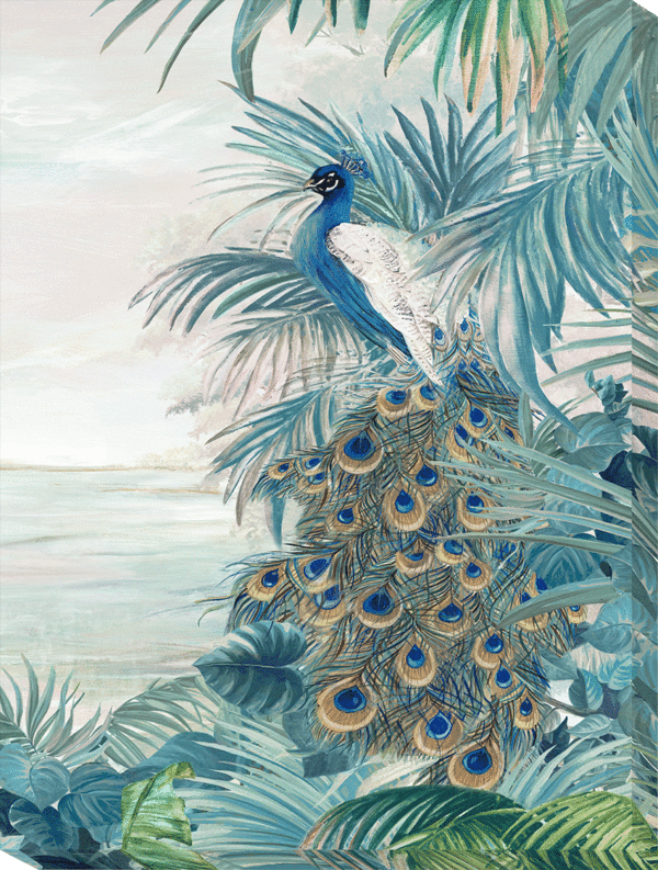 Peacock Glory II CV9391B