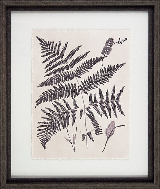Vintage Fern Study IV 8134D