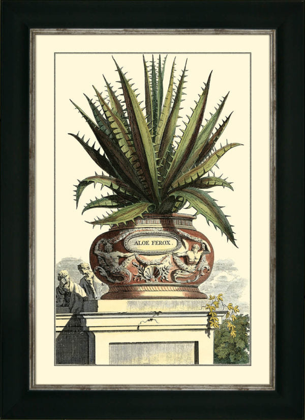 Antique Aloe I 9282A