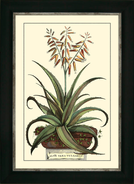 Antique Aloe III 9282C