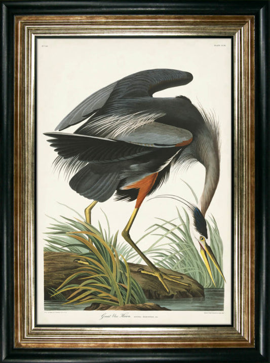 Great Blue Heron 9286A