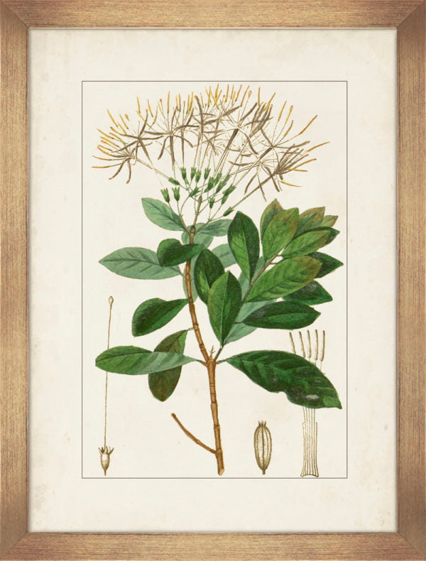 Antique Botanicals I 9304A