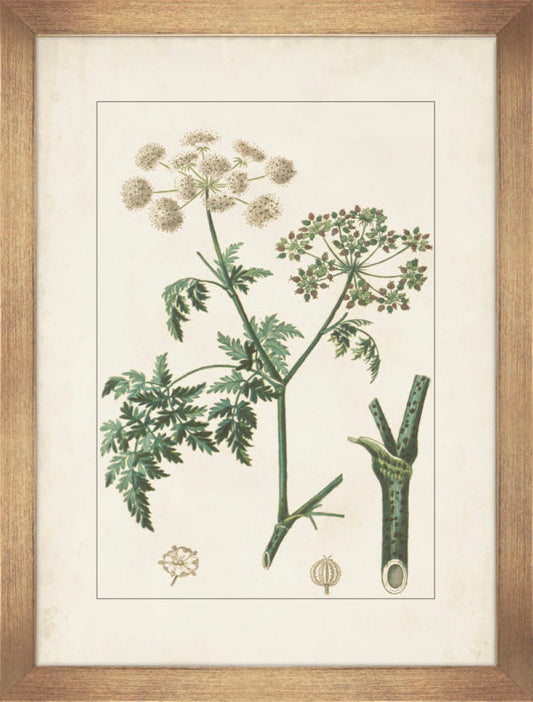 Antique Botanicals II 9304B