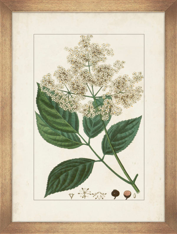 Antique Botanicals III 9304C