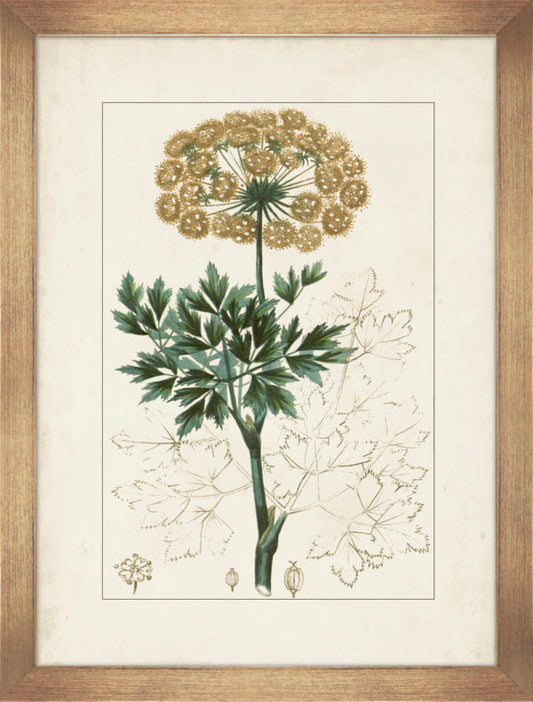 Antique Botanicals IV 9304D