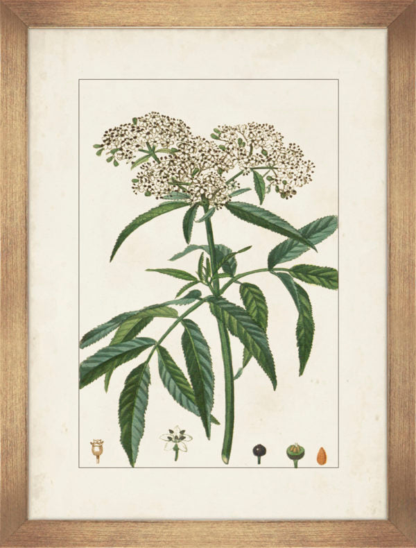 Antique Botanicals V 9304E