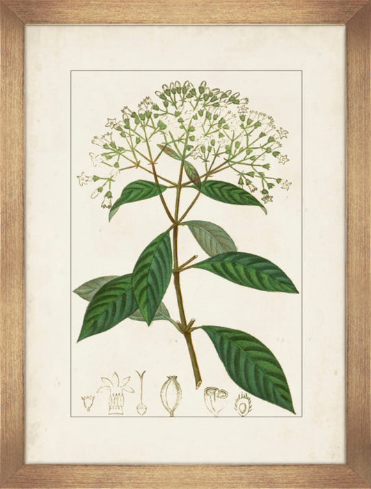 Antique Botanicals VI 9304F