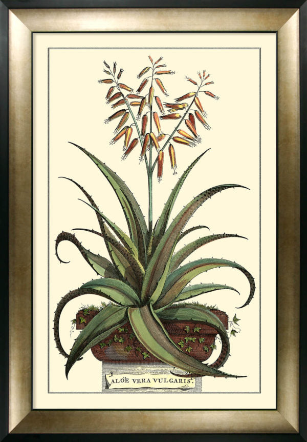 Antique Aloe III (Large) 9320C