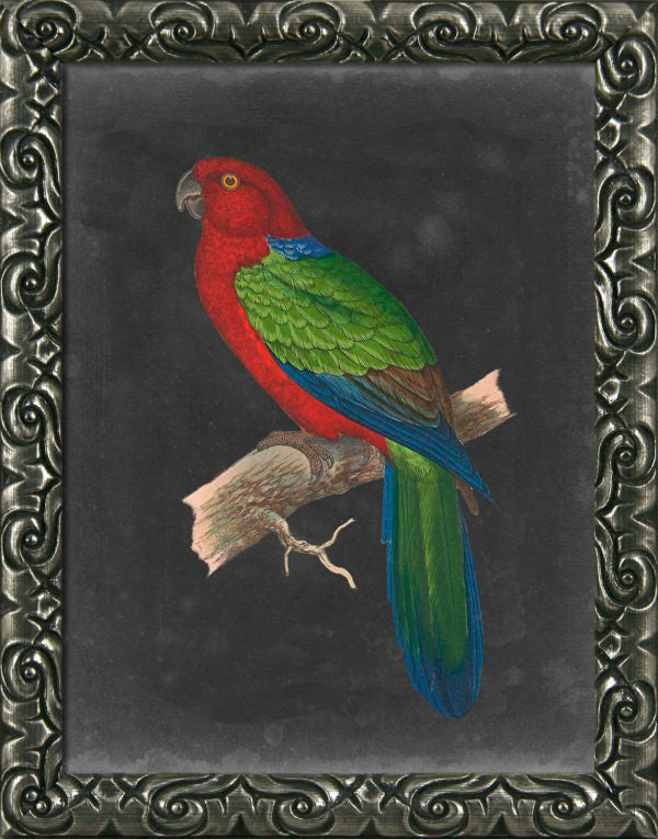 Dramatic Parrots IV 9370D