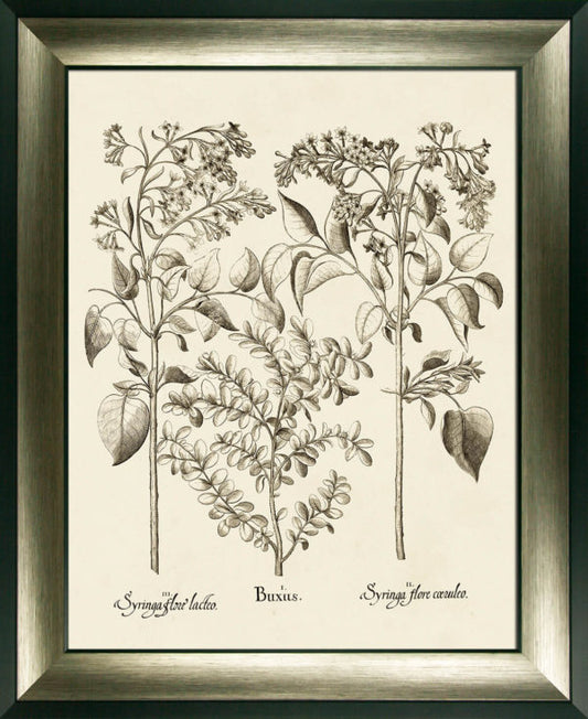 Sepia Botanials I 9410A