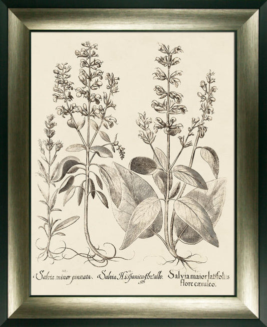 Sepia Botanials II 9410B