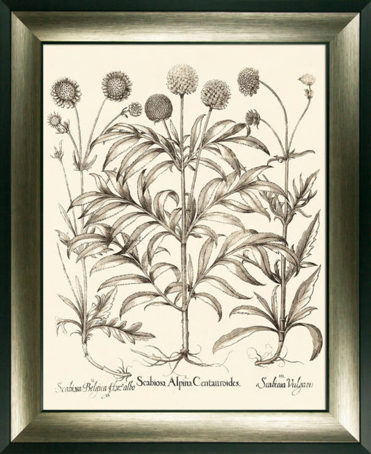 Sepia Botanials III 9410C