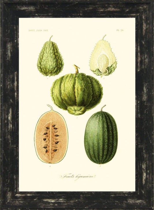 Antique Fruit & Vegetables II 9486B