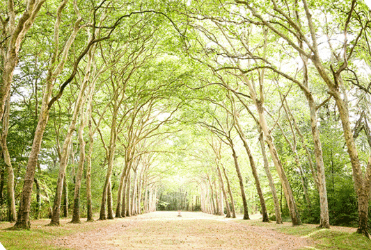 Path In Paris CV8467