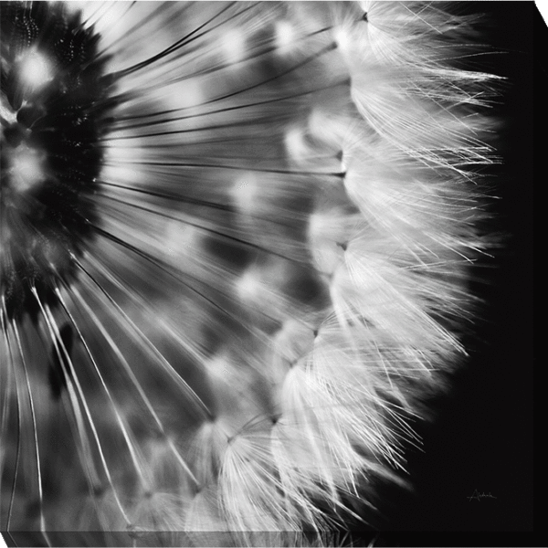 Dandelion On Black CV9049