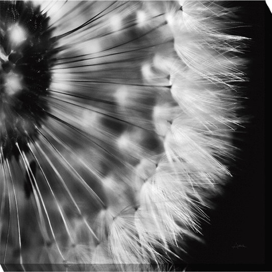 Dandelion On Black CV9049