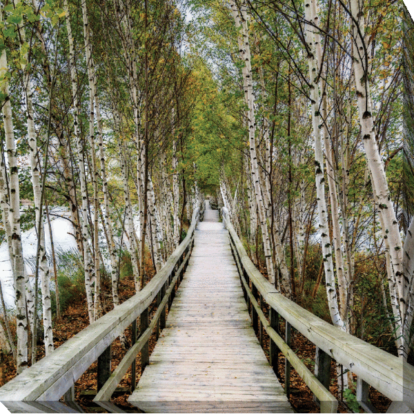 The Path Home CV9073