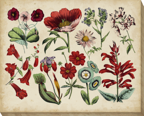 Antique Botanical Chart I CV9307A